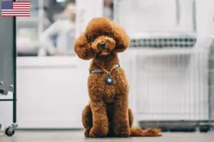 Lees meer over het artikel Maltipoo fokkers en pups in de VS