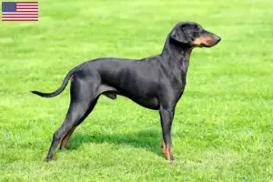 Lees meer over het artikel Manchester Terrier fokkers en pups in de VS