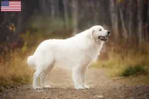 Lees meer over het artikel Maremma Abruzzo Herdershonden fokkers en puppies in de Verenigde Staten