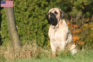 Lees meer over het artikel Mastiff fokkers en puppy’s in de VS
