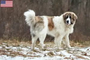 Lees meer over het artikel Mastín del Pirineo fokkers en pups in de VS