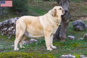 Lees meer over het artikel Mastín Español fokkers en pups in de VS