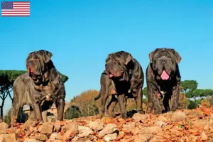 Lees meer over het artikel Mastino Napoletano fokkers en pups in de VS