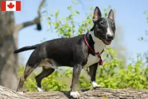 Lees meer over het artikel Dwergkees fokkers en puppies in Canada