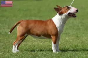 Lees meer over het artikel Miniatuur Bull Terrier fokkers en puppy’s in de VS