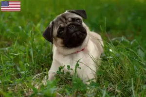 Lees meer over het artikel Mopshonden fokkers en puppies in de VS