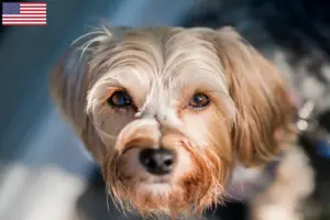 Lees meer over het artikel Morkie fokkers en puppy’s in de VS