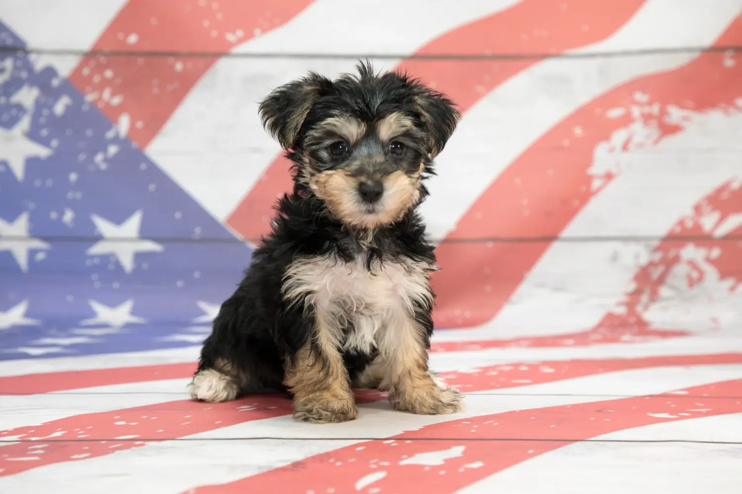 Een Morkie puppy kopen betekent verantwoordelijkheid nemen! Morkie puppy kopen.