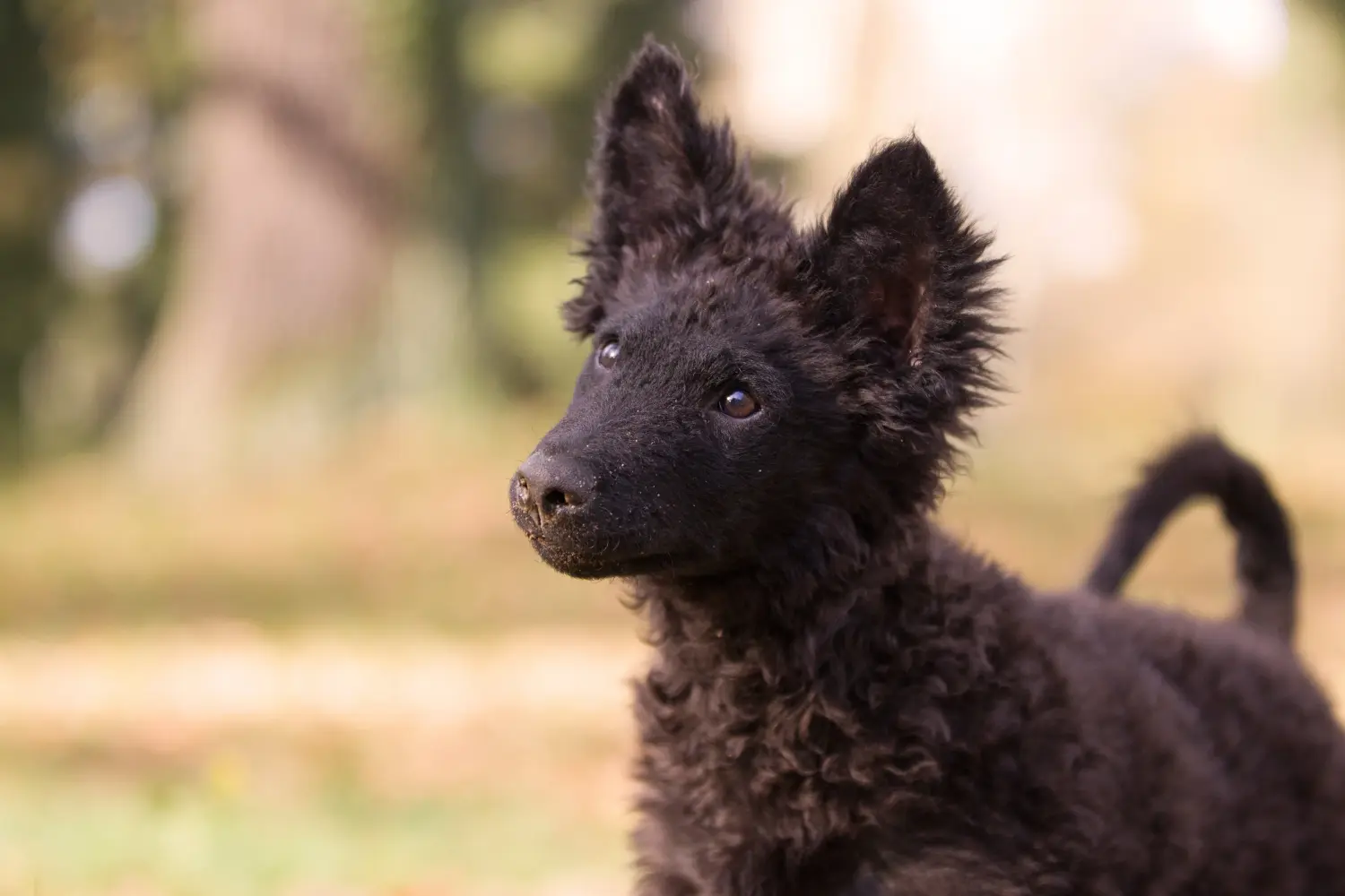 Een Mudi puppy kopen betekent verantwoordelijkheid nemen! Mudi puppy kopen.