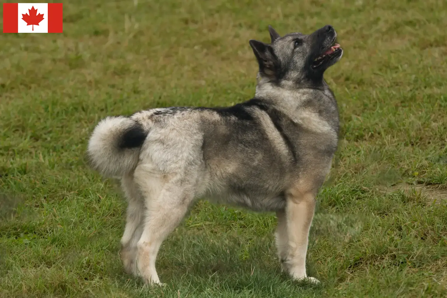 Lees meer over het artikel Noorse Buhund fokker en pups in Canada