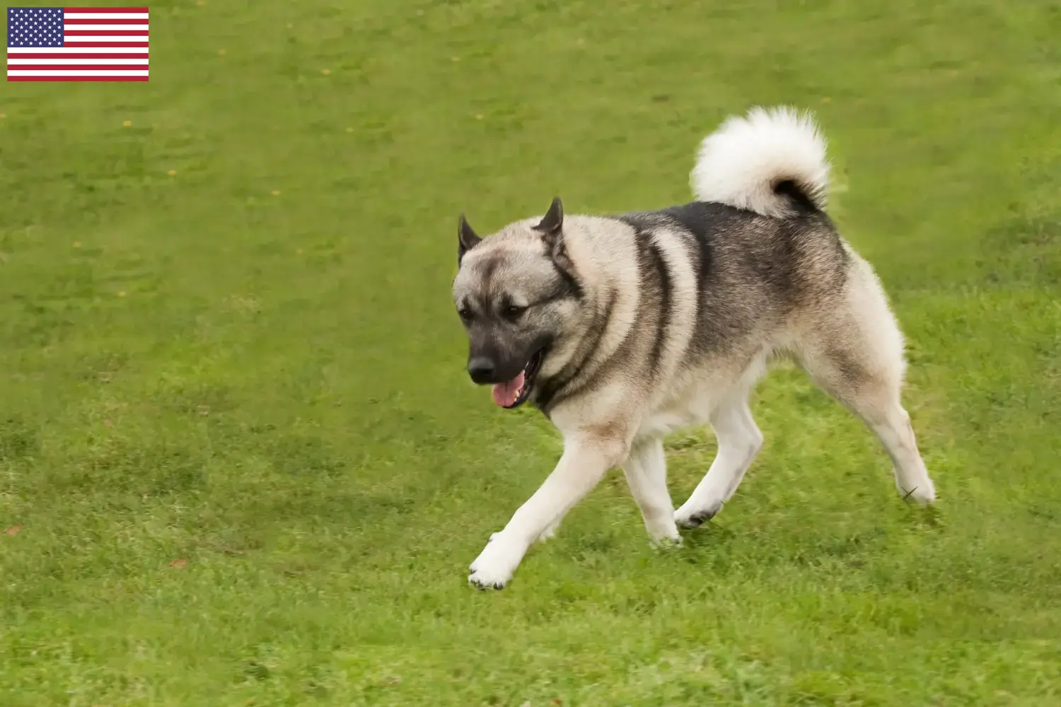 Lees meer over het artikel Noorse Buhund fokkers en puppy’s in de VS