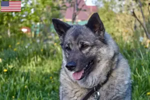 Lees meer over het artikel Noorse Elandhond fokkers en pups in de VS