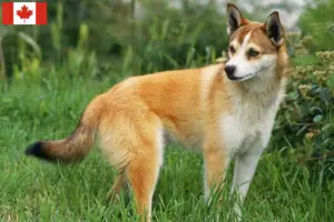 Lees meer over het artikel Noorse Lundehund fokkers en puppies in Canada