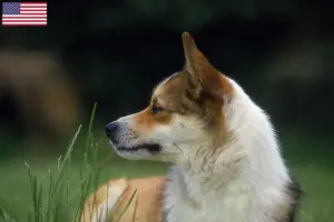 Lees meer over het artikel Noorse Lundehund fokkers en puppy’s in de VS