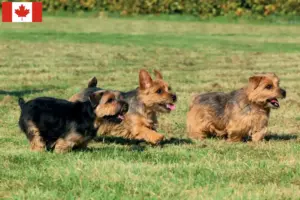 Lees meer over het artikel Norfolk Terrier fokkers en pups in Canada
