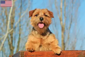 Lees meer over het artikel Norfolk Terrier fokkers en pups in de VS