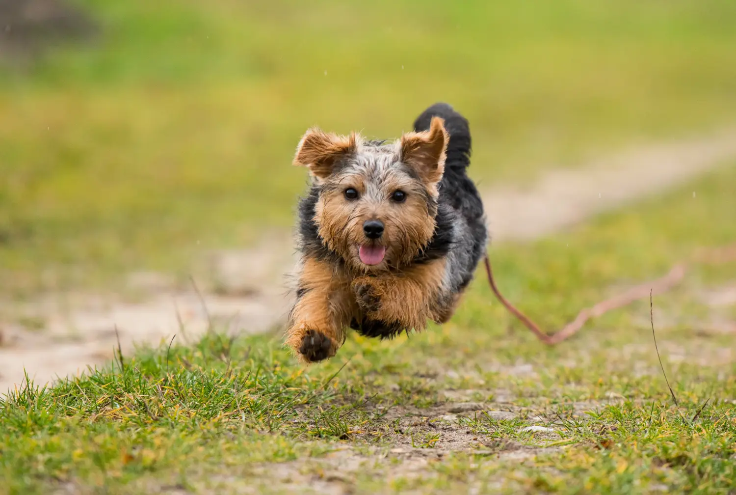 Een Norfolk Terrier puppy kopen betekent verantwoordelijkheid nemen! Norfolk Terrier puppy kopen.