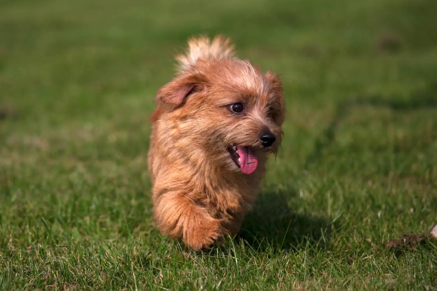 Een Norfolk Terrier puppy kopen betekent verantwoordelijkheid nemen! Norfolk Terrier puppy kopen.