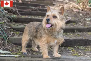 Lees meer over het artikel Norwich Terrier fokkers en puppies in Canada