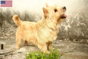Lees meer over het artikel Norwich Terrier fokkers en puppy’s in de VS