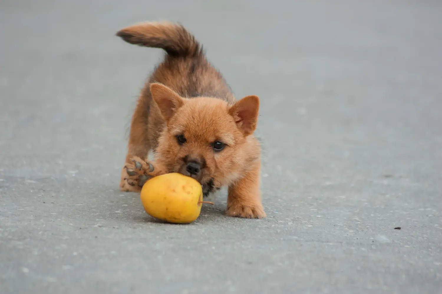 Een Norwich Terrier puppy kopen betekent verantwoordelijkheid nemen! Norwich Terrier puppy kopen.