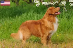 Lees meer over het artikel Nova Scotia Duck Tolling Retriever Fokkers en Puppies in de VS