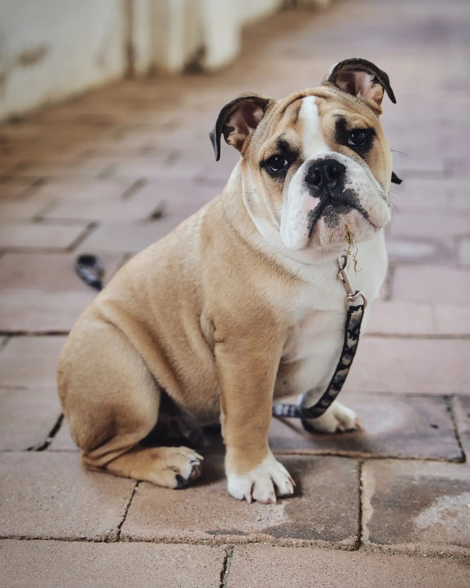 Een Olde English Bulldog puppy kopen betekent verantwoordelijkheid nemen! Olde Engelse Bulldog puppy kopen.