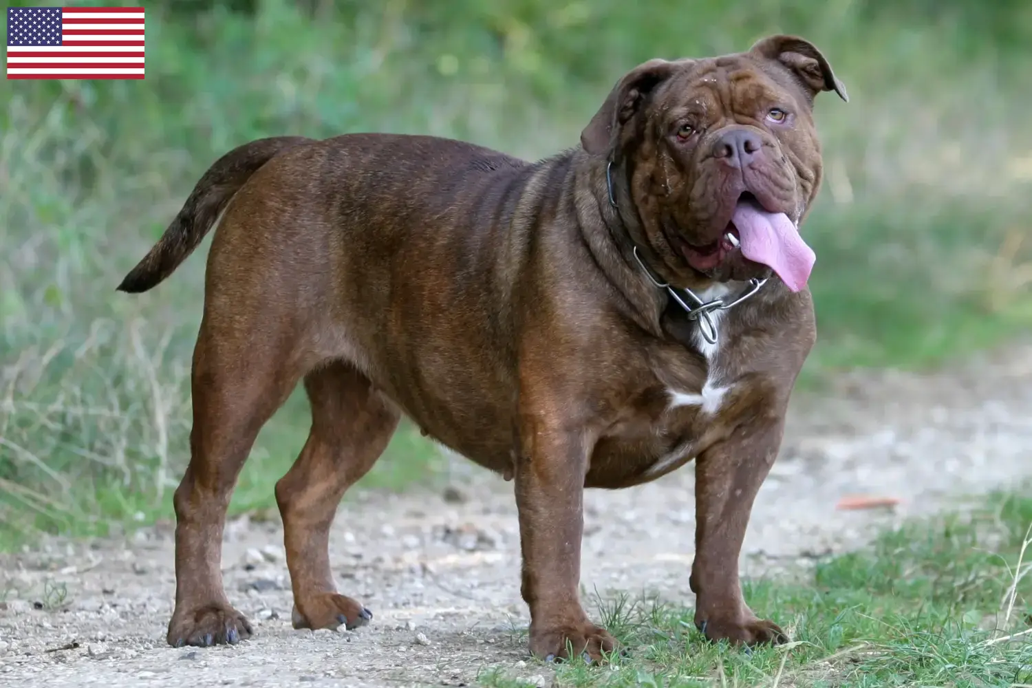 Lees meer over het artikel Olde Engelse Bulldog fokkers en pups in de VS