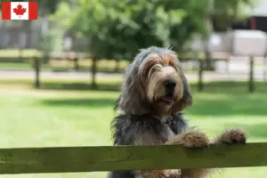 Lees meer over het artikel Otterhondenfokkers en pups in Canada
