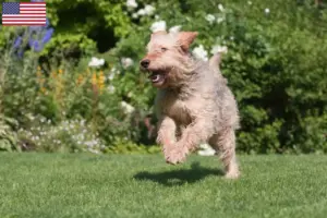 Lees meer over het artikel Otterhonden fokkers en pups in de VS