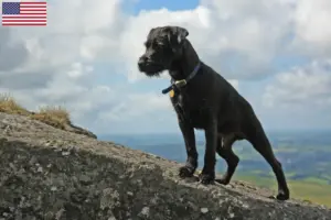 Lees meer over het artikel Patterdale Terrier fokkers en puppy’s in de VS
