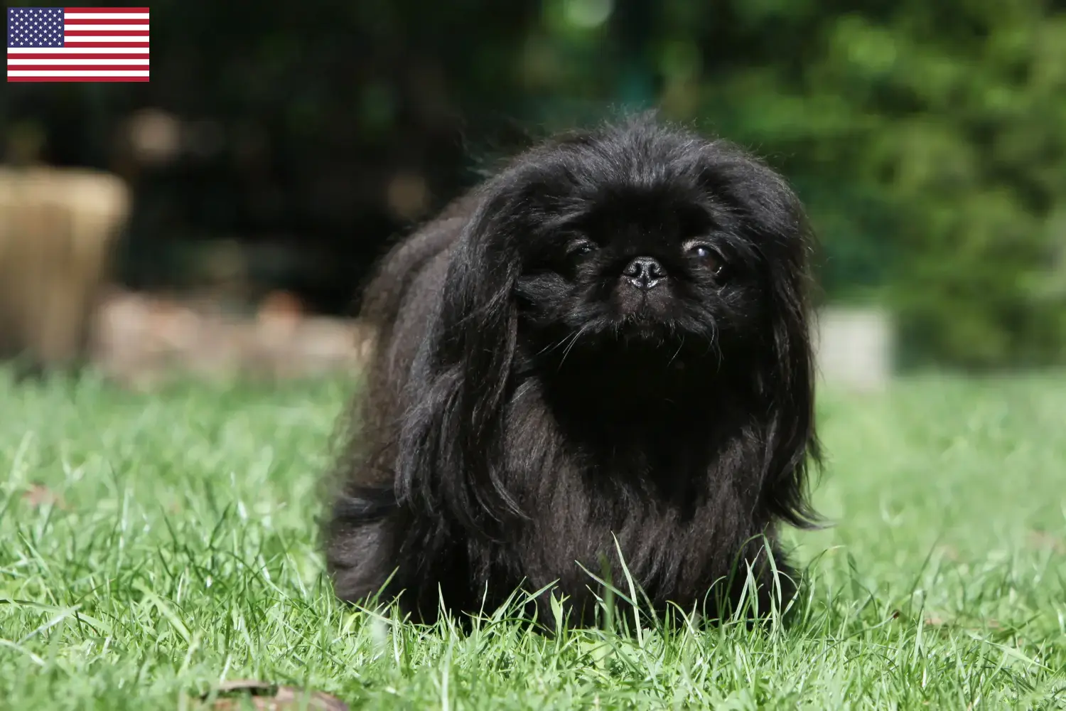 Lees meer over het artikel Pekingees fokkers en puppy’s in de VS