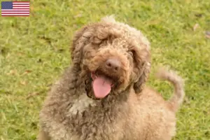 Lees meer over het artikel Perro de Agua Español fokkers en pups in de VS