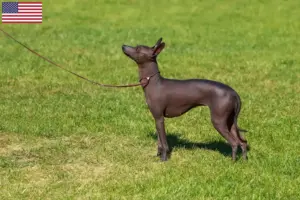 Lees meer over het artikel Peruaanse Haarloze Hondenfokker en Puppies in de Verenigde Staten