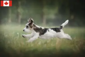 Lees meer over het artikel Petit Basset Griffon Vendéen fokkers en pups in Canada