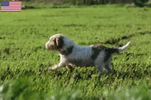 Lees meer over het artikel Petit Basset Griffon Vendéen fokkers en pups in de VS