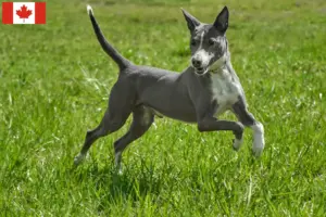 Lees meer over het artikel Podenco fokkers en pups in Canada