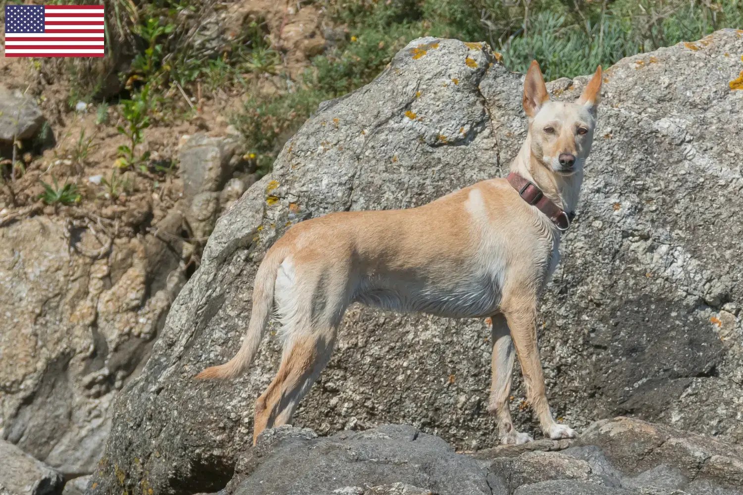 Podenco puppies en fokkers USA Vind hier Podencos fokkers in de VS.