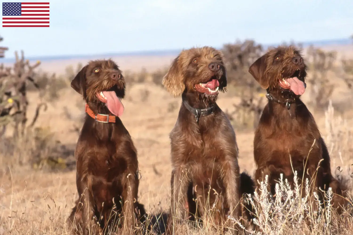Poedelpointer pups en fokkers USA Vind hier Pudelpointer fokkers in de VS.