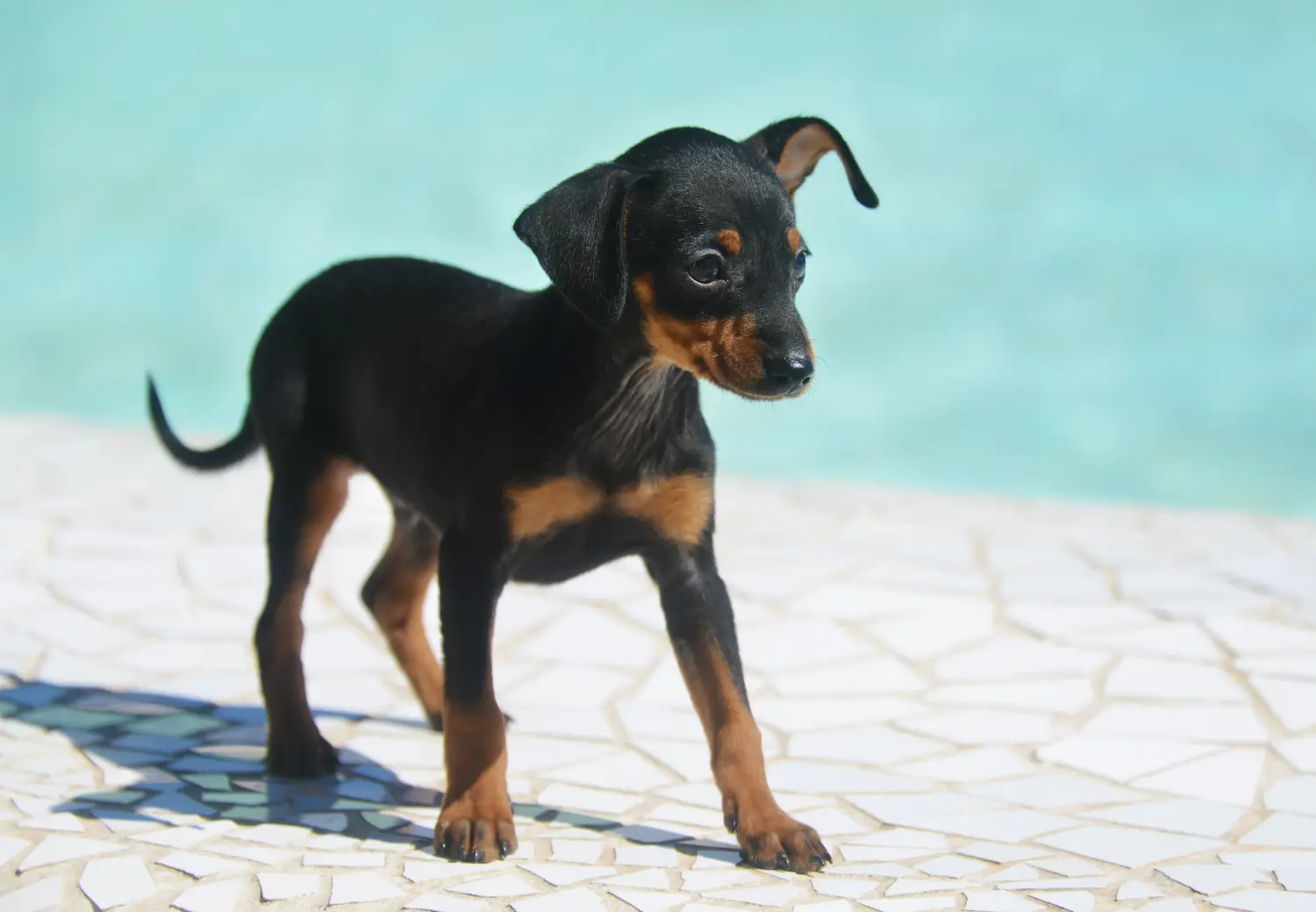 Een Prager Rattler puppy kopen betekent verantwoordelijkheid nemen! Prager ratelaar puppy's kopen.