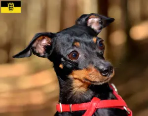 Lees meer over het artikel Prager Ratelslang fokkers en pups in Baden-Württemberg