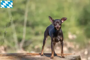 Lees meer over het artikel Prager Ratelslang fokkers en pups in Beieren