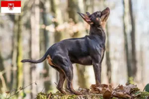 Lees meer over het artikel Prager Rattler fokkers en pups in Brandenburg