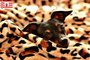 Lees meer over het artikel Prager Rattler fokkers en pups in Bremen