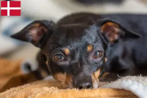 Lees meer over het artikel Prager Ratelslang fokkers en pups in Denemarken