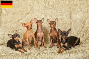 Lees meer over het artikel Prager Ratelslang fokkers en pups in Duitsland