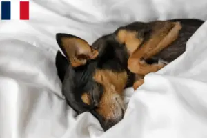 Lees meer over het artikel Prager Ratelslang fokkers en pups in Frankrijk