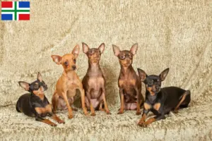 Lees meer over het artikel Prager Rattler fokkers en pups in Groningen