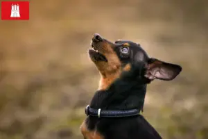 Lees meer over het artikel Prager Rattler fokkers en pups in Hamburg