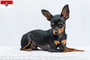 Lees meer over het artikel Prager Ratelslang fokkers en pups in Hessen